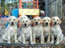 We are breeders of white labrador retrievers. Gorgeous Yellow Labrador Puppies For Sale In Florida Youtube