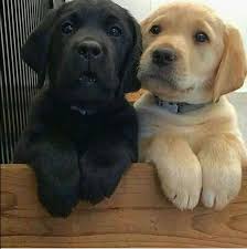 Filiz Koc Adli Kullanicinin Hayvanlar Alemi Panosundaki Pin 2020 Yavru Kopek Labrador Retrievers Sevimli Kopek Yavrulari