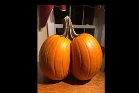 Image result for fat ass pumpkin