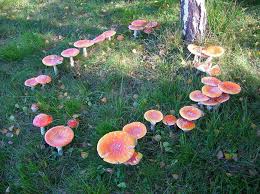 We did not find results for: Fairy Ring Of The Genus Amanita Fairy Ring Stuffed Mushrooms Fairy Circle