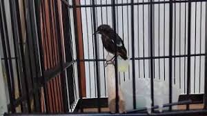 Narvaez thatuligh july 07, 2021. Burung Decu Trotol Saxicola Caprata Hari 1 Kandang Yang Cocok Untuk Decu Trotol Bahan By Aulia