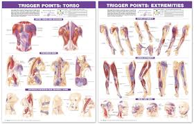 Trigger Point Anatomical Chart Set Torso Extremities 2nd Edition