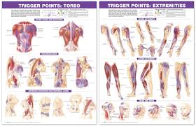 trigger point anatomical chart set torso extremities 2nd edition