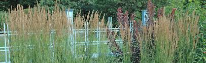 We did not find results for: Ornamental Grasses Tolerant Of Cold Winters And Clay Soils Melinda Myers