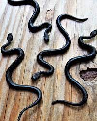 Excited To Share The Latest Addition To My Etsy Shop Miniature Black Snake Plastic Toy Animal Figures Figurines Do Pet Toys Terrarium Supplies Animal Figures