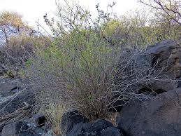 Image result for Ocimum fimbriatum