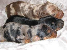Maybe you would like to learn more about one of these? Adorable Mini Dapple Dachshund Puppies For Sale In Phoenix Arizona Classified Americanlisted Com