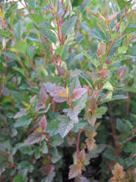 We did not find results for: Native Plants Archives Page 8 Of 10 Dyck Arboretum