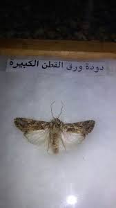 دودة ورق القطن الكبيرة moth insects