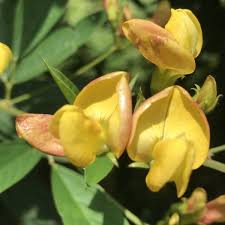 Use the following expressions to make sentences of your own: Cajanus Cajan Toor Dal Pigeon Pea Arhar Dal Red Gram Gci