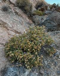 Image result for Heisteria zimmereri