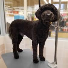 Goldendoodles Haircut Ideas Addorable And Creative Styles