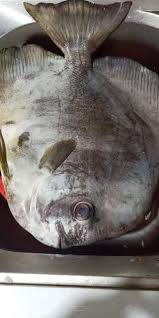 Gajah terkenal dengan telinga mereka yang besar. Umpan Ikan Keli Admin Masak Jap Tu Umpan Ikan Facebook