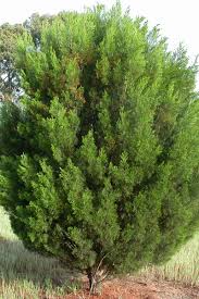 Image result for Callitris