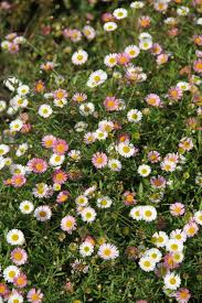 Image result for Erigeron karvinskianus