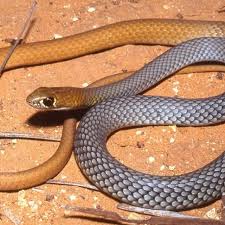 Snake news: New venomous species declared in Australia