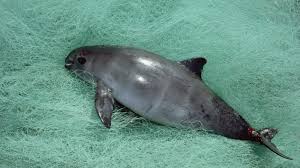 Resultado de imagen de fotos de animales en peligro de extinción