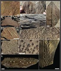Inspirasi nama perusahaan online, jasa & yang dalam menentukan nama perusahaan yang bagus memang diperlukan banyak hal. The Trace Fossil Record Of The Nama Group Namibia Exploring The Terminal Ediacaran Roots Of The Cambrian Explosion Sciencedirect