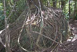 Image result for Ficus obliqua