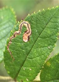Image result for Stigmella anomalella