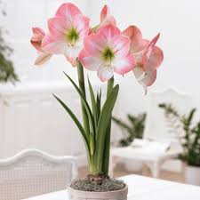 Produsele de la 1 la 20 din 20 total. Amaryllis Apple Blossom 1 Bulb Crinul De Camera Floare Culoare Roz Bulbi De Flori