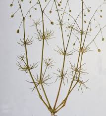 Image result for Spergula arvensis