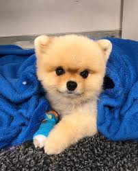 Meet Ollie 😍 ⁠ ⁠ Ollie came to see Dr Richard Jerram back in July after  the team at East Coast Bays suspected he had a medial patella luxation  (MPL). There are