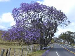 Flamboyant Bleu Jacaranda Flore De L Ile De La Reunion Arbre Lilas Jardin De Reve Arbre Fleuri
