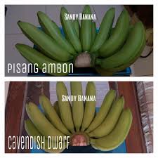 Pisang bukanlah jenis buah yang asing dikalangan masyarakat luas. Pisang Cavendish Photos Facebook