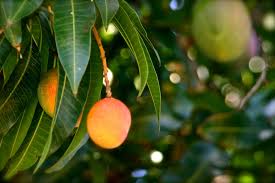 The Story Of Mango India S National Fruit