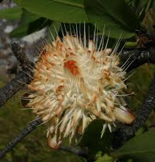 Image result for Protea welwitschii