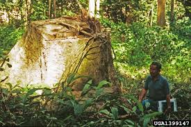 Image result for Dipterocarpaceae