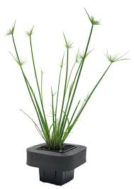 Image result for Cyperus haspan