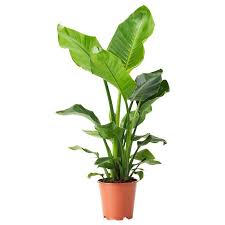 Strelitzia Plante Strelitzia Nikolai Ikea Planteideer Plante Indretning Indendors Planter