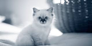 Das ist der fall, wenn die katze über einen längeren zeitraum keinen kot mehr abgesetzt hat. Verstopfung Katze Anicura Deutschland