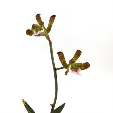 Image result for Eulophia elegans