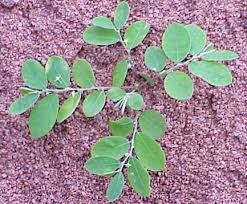 Image result for Phyllanthus parvus