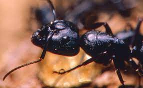 Get live help now with the ask professor pest live chat. Ask The Expert Help Customers Help You In Tough Ant Accounts Pest Management Professional
