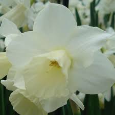Narcisse Curlew Narcisse Blanc Au Coeur Subtilement Creme