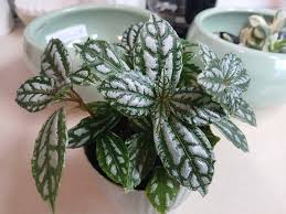 Image result for Pilea cadierei