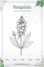 Image result for Eriosema cordatum