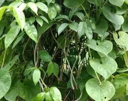 Image result for Tinospora orophila