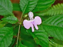 Image result for Impatiens hochstetteri