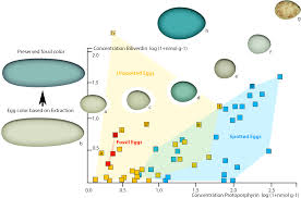 Describes the structures of the amniote egg, comparing it to egg to eggs found in mammals. Dinosaur Origin Of Egg Color Oviraptors Laid Blue Green Eggs Peerj