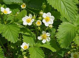 Image result for květopas jahodníkový