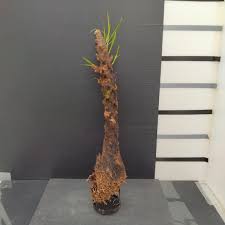 Image result for Xerophyta trichophylla