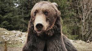 The chicago bears are a professional american football team based in chicago. Census Could Be Blessing Or Bane For Romania S Bears