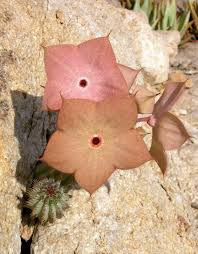 Image result for Hoodia currorii