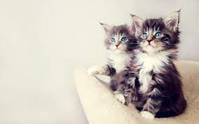 You'll find pictures of cats and kittens. Free Kittens Wallpapers Wallpaper Cave