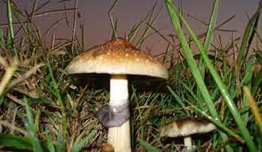 Psilocybe Cubensis San Isidro Entheology Com San Isidro Stuffed Mushrooms Psychedelic